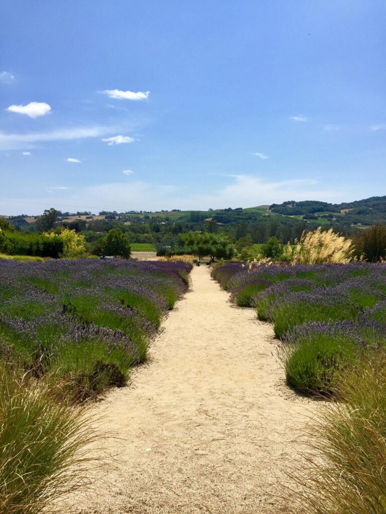 Provence et champs de lavande